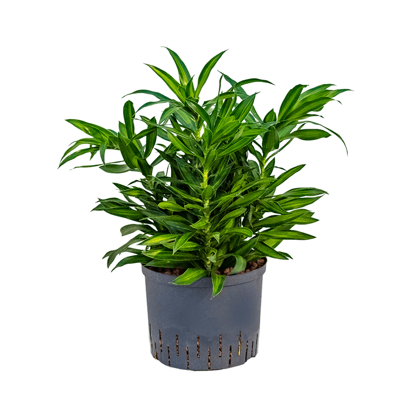 Pleomele (Dracaena) reflexa 'Song of Jamaica'