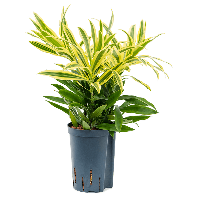Pleomele (Dracaena) reflexa 'Song of Sri Lanka'