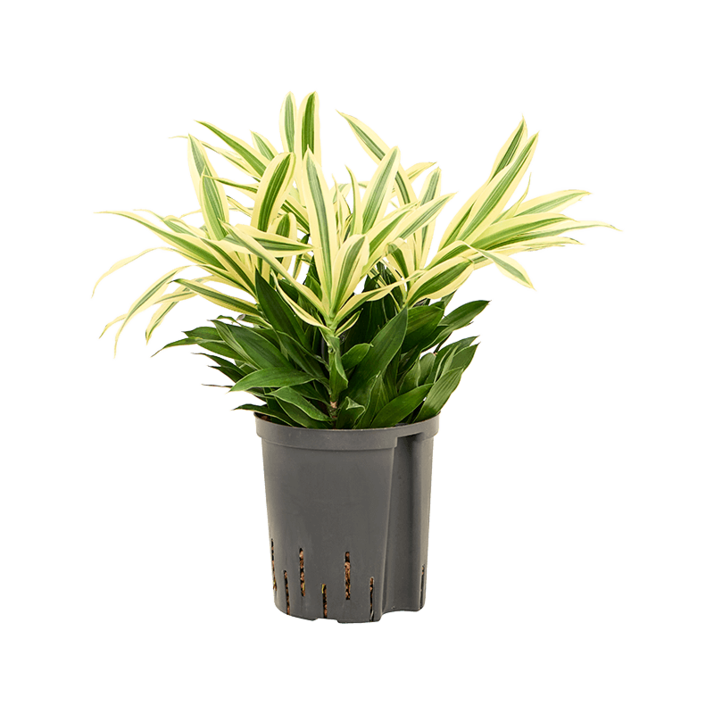Pleomele (Dracaena) reflexa 'Song of Sri Lanka'
