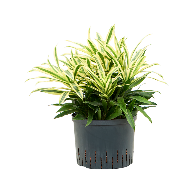 Pleomele (Dracaena) reflexa 'Song of Sri Lanka'