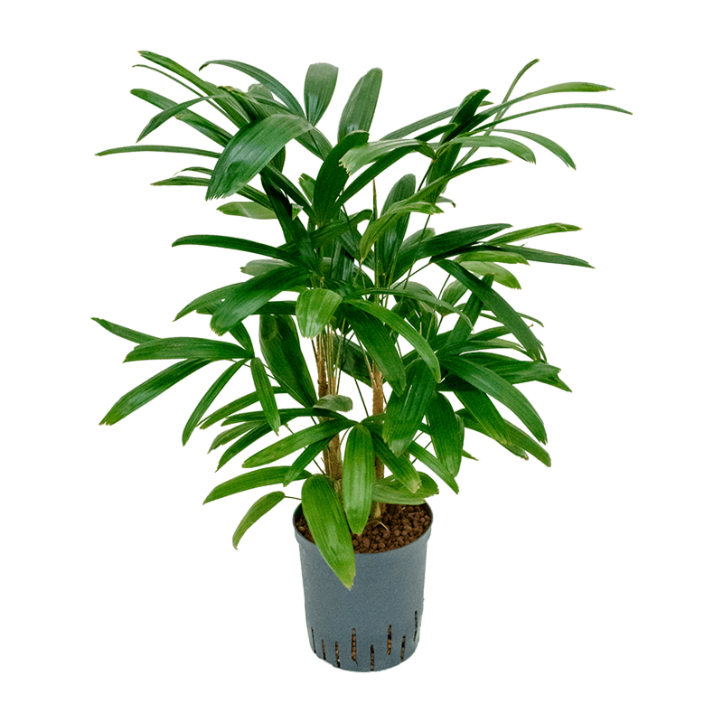 Rhapis excelsa