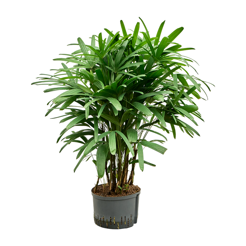 Rhapis excelsa