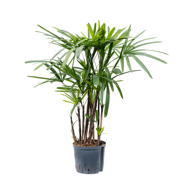 Rhapis excelsa