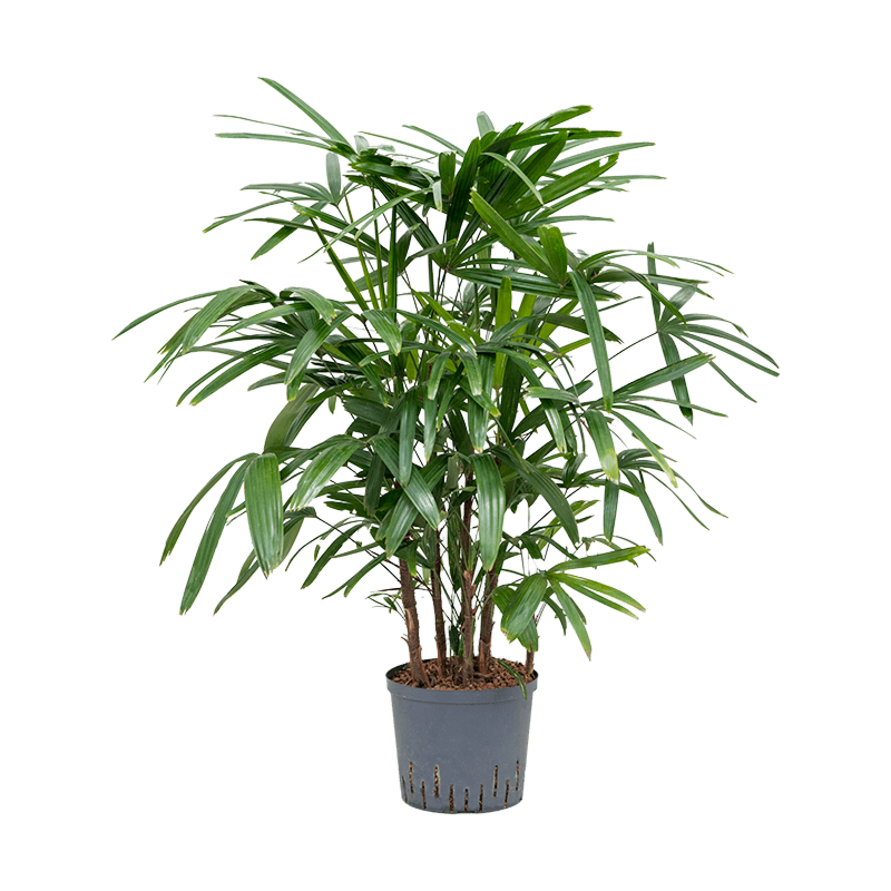 Rhapis excelsa