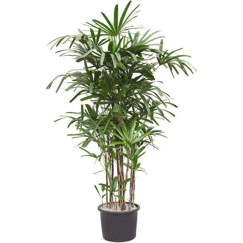 Rhapis excelsa
