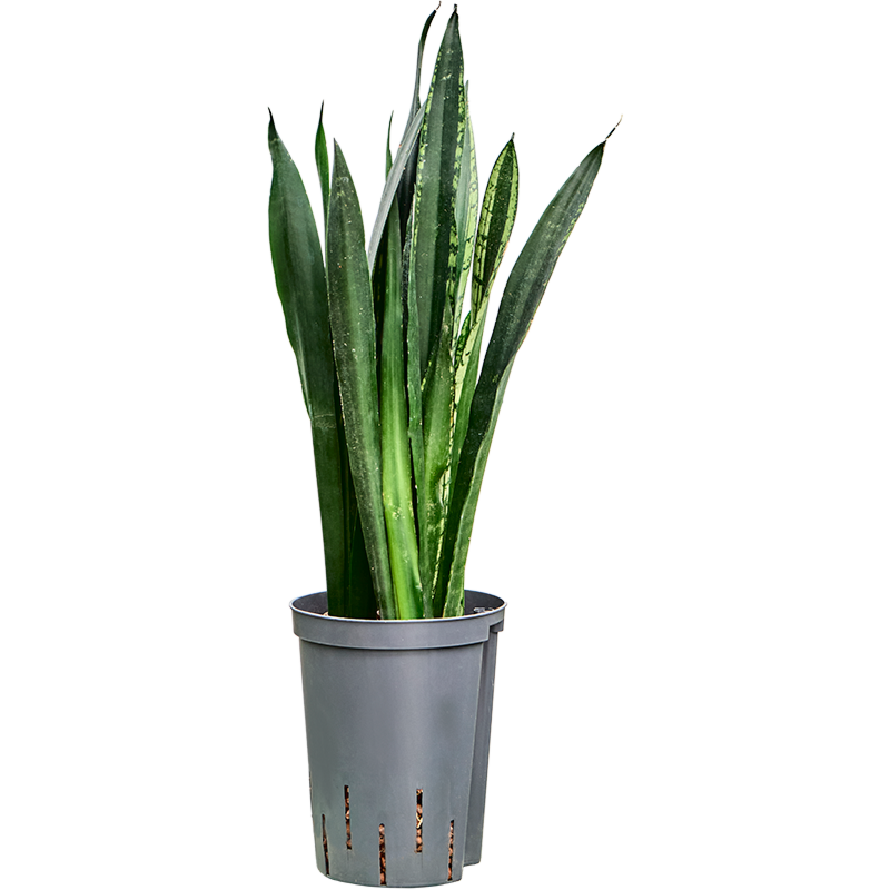 Sansevieria black tiger
