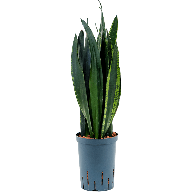 Sansevieria trifasciata 'Black Tiger'