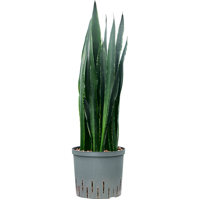 Sansevieria trifasciata 'Black Tiger'