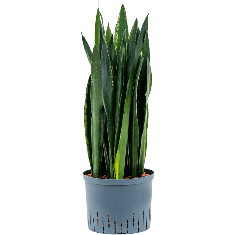 Sansevieria trifasciata 'Black Tiger'