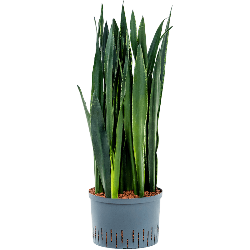 Sansevieria trifasciata 'Black Tiger'