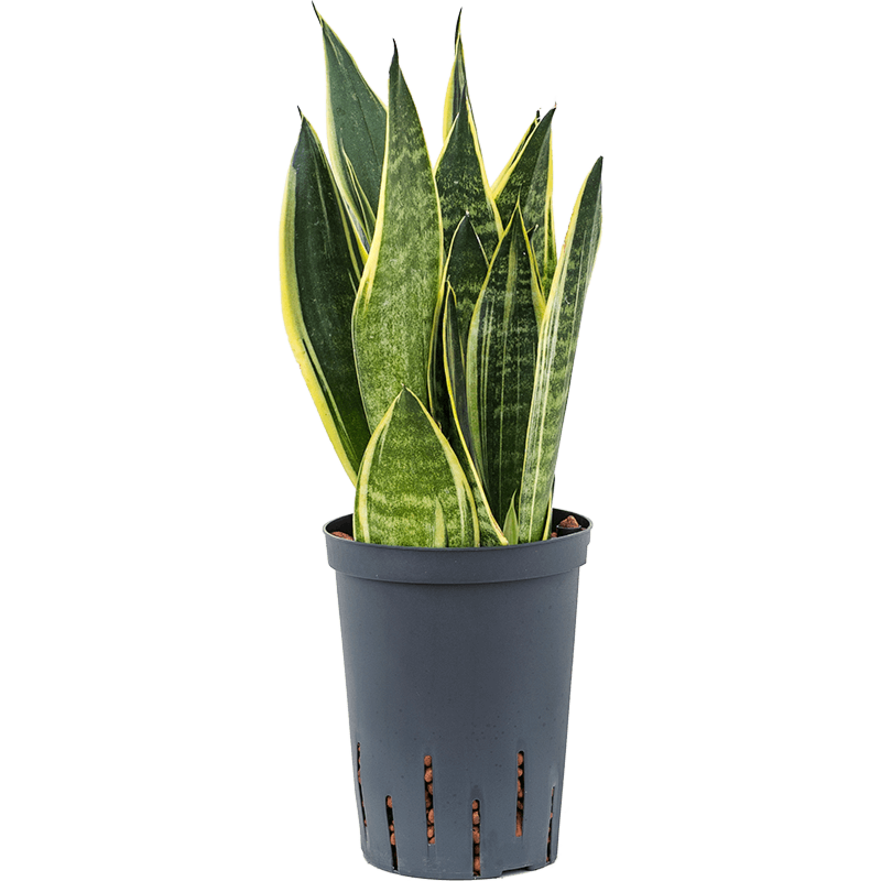 Sansevieria trifasciata 'Canary'