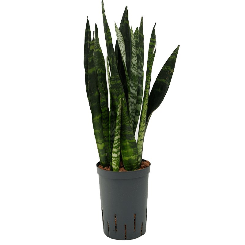 Sansevieria trifasciata 'Black Coral'