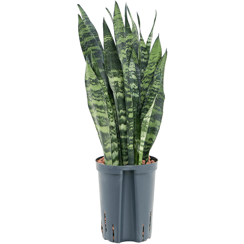 Sansevieria trifasciata 'Black Coral'