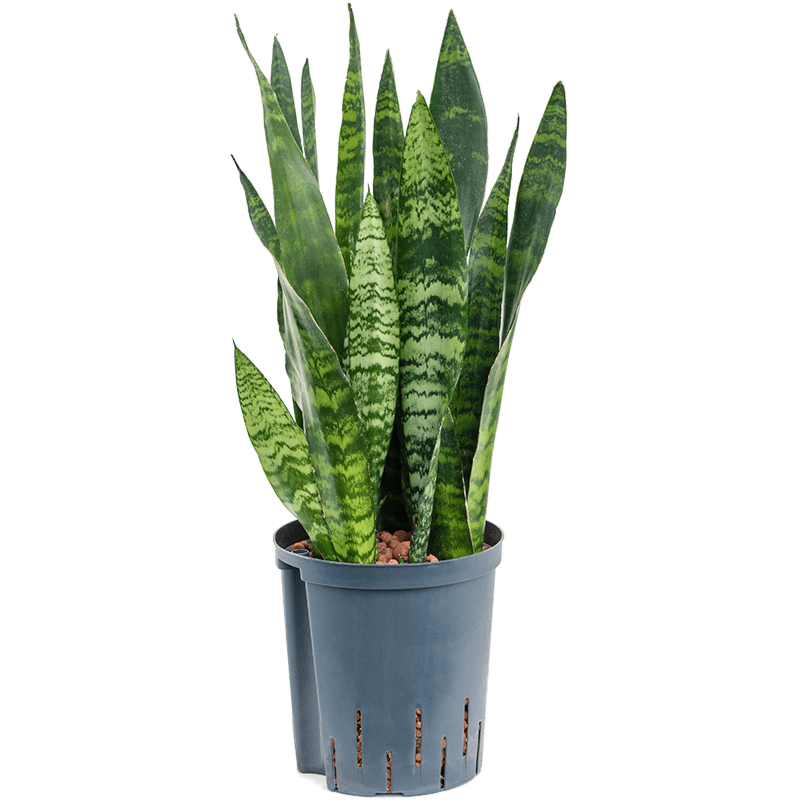 Sansevieria trifasciata 'Black Coral'