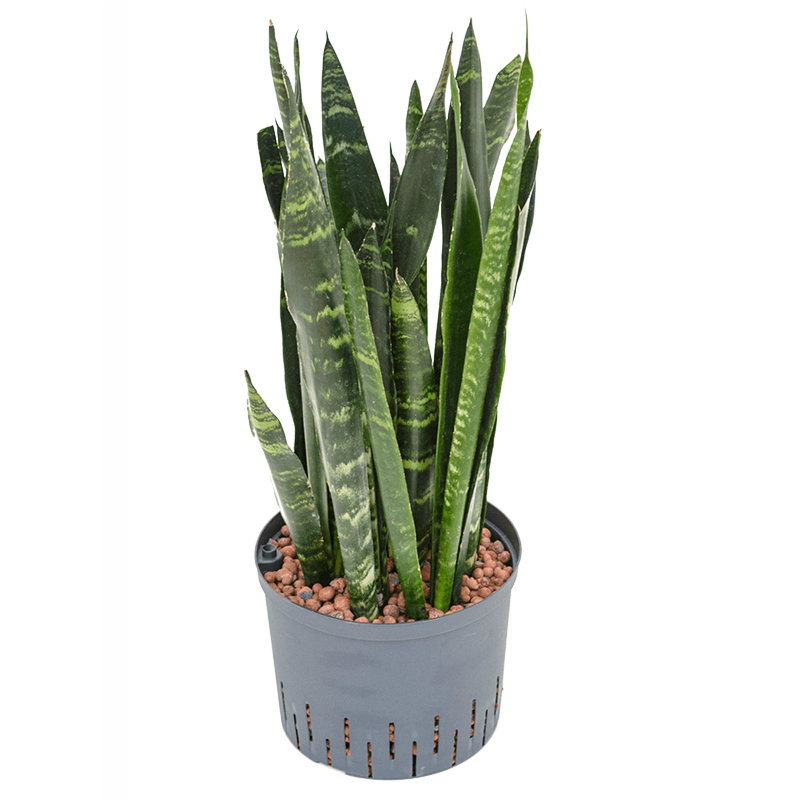 Sansevieria trifasciata 'Black Coral'