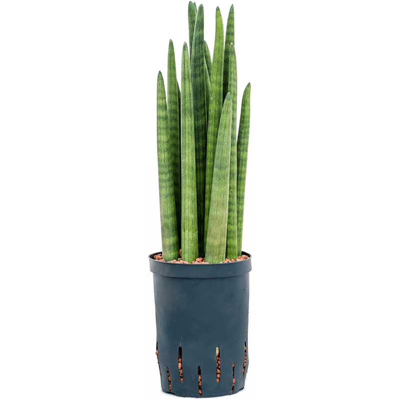 Sansevieria cylindrica tower