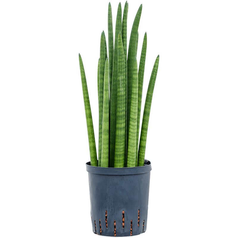 Sansevieria cylindrica tower