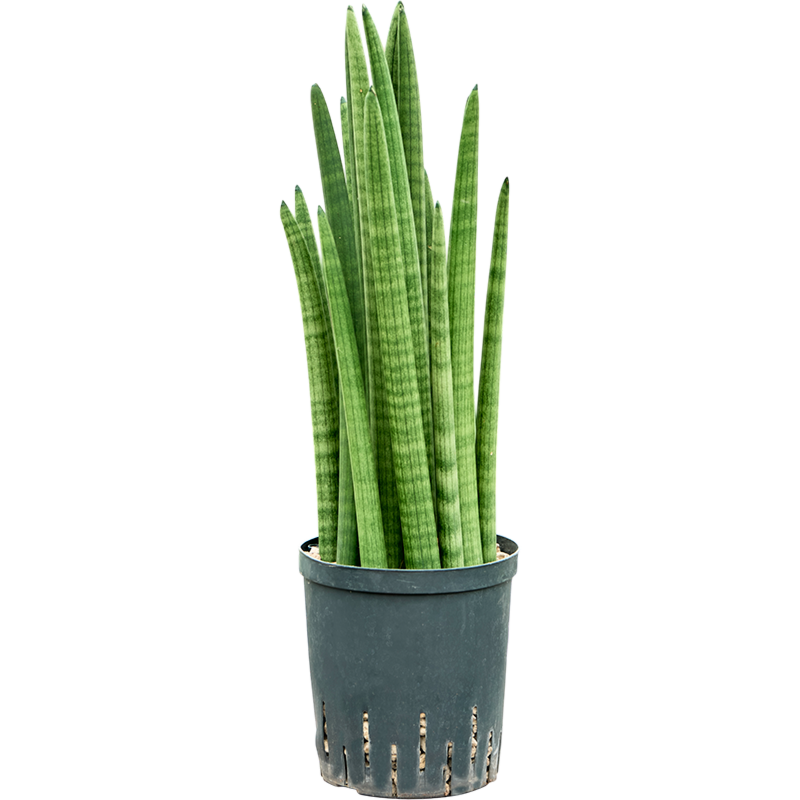 Sansevieria cylindrica tower