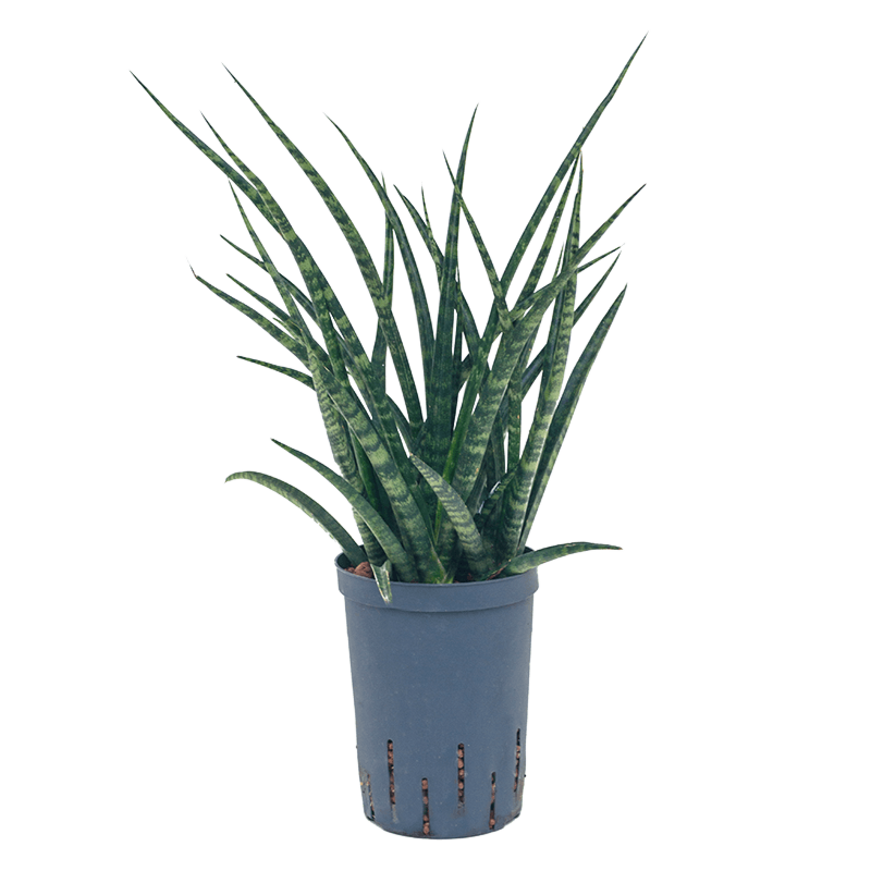 Sansevieria kirkii 'Fernwood'