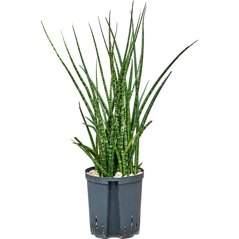 Sansevieria kirkii 'Fernwood'