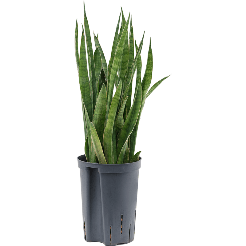 Sansevieria kirkii