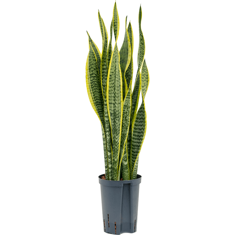 Sansevieria trifasciata 'Laurentii'