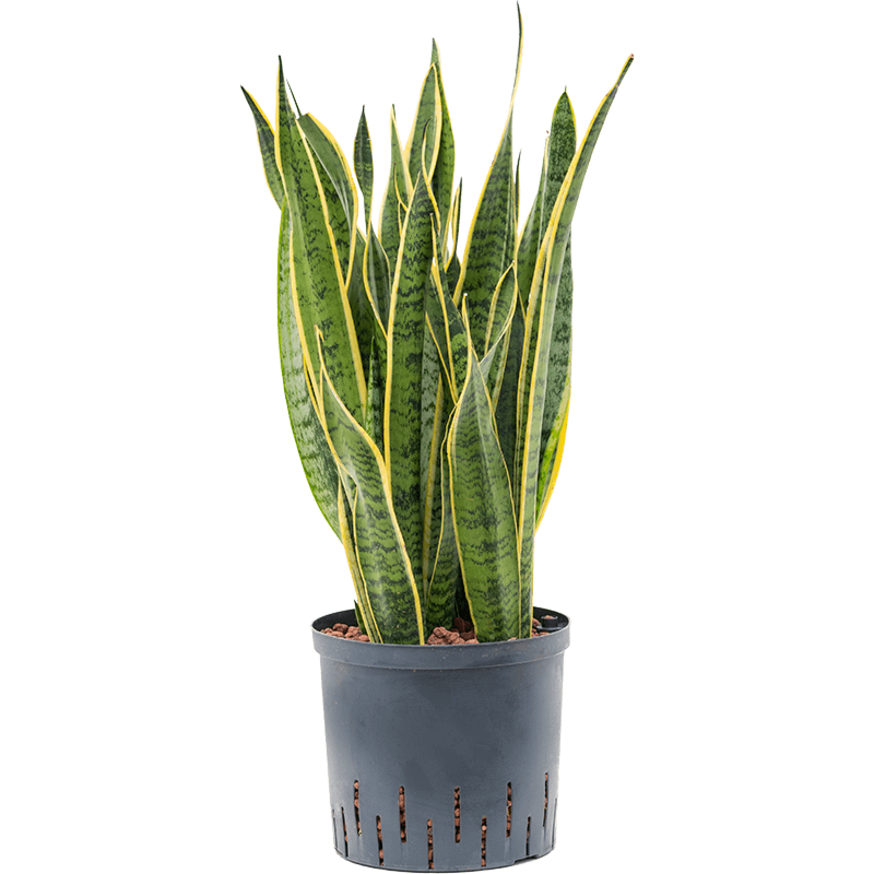 Sansevieria trifasciata 'Laurentii'