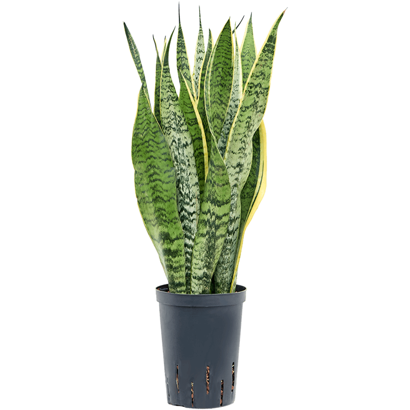 Sansevieria trifasciata 'Laurentii'