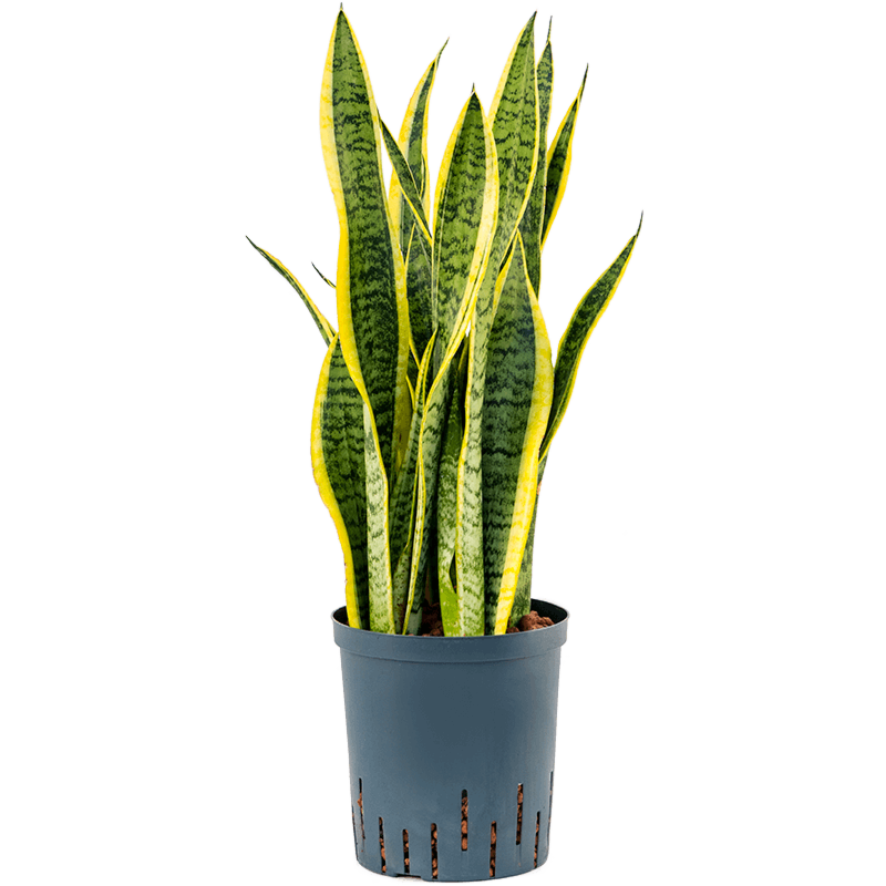 Sansevieria trifasciata 'Laurentii'