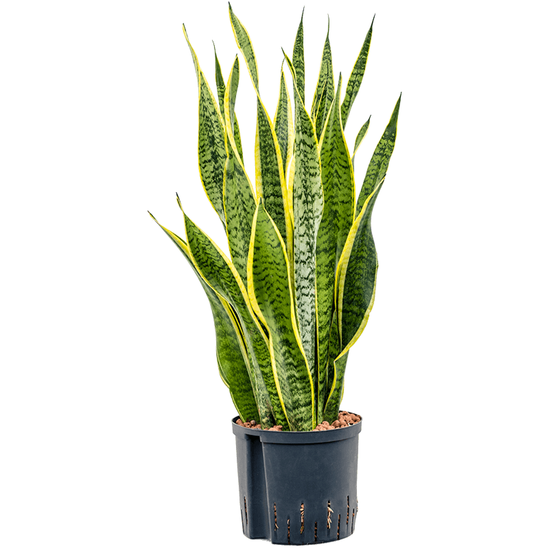 Sansevieria trifasciata 'Laurentii'