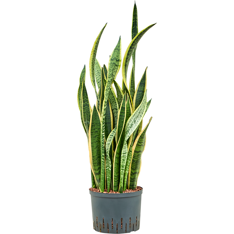 Sansevieria trifasciata 'Laurentii'