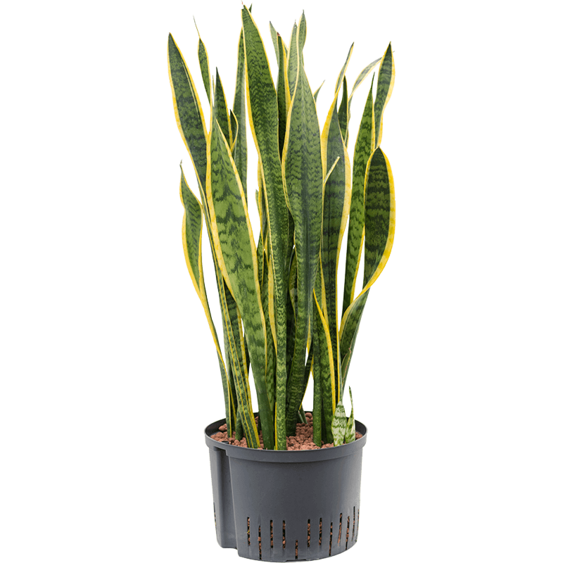 Sansevieria trifasciata 'Laurentii'