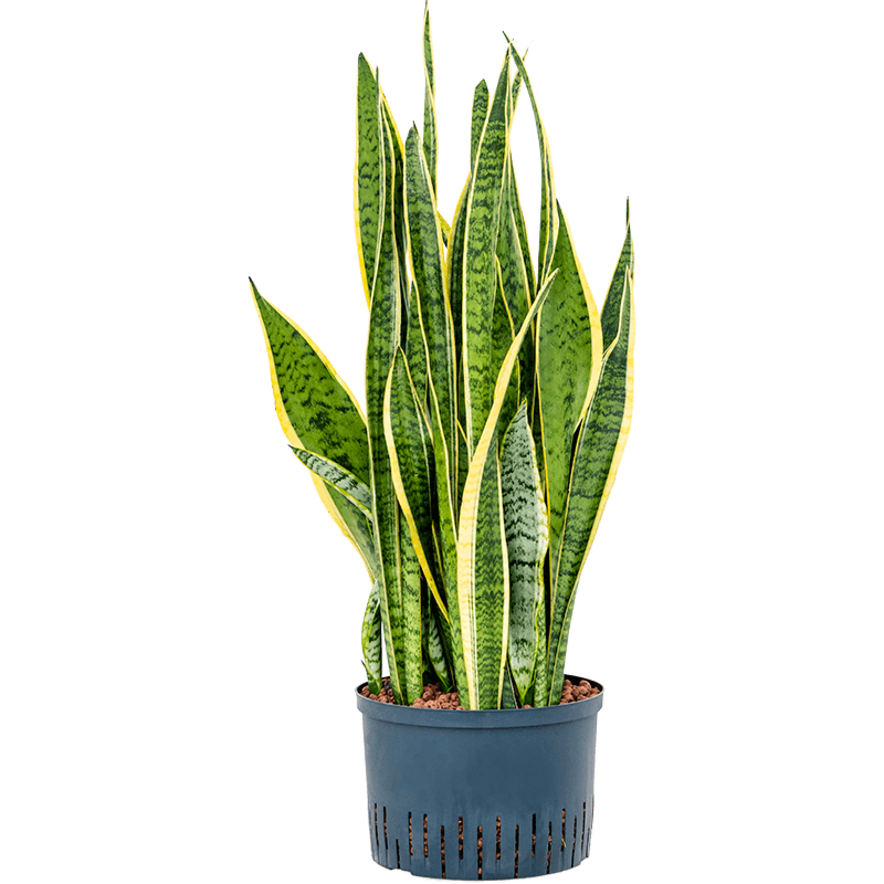Sansevieria trifasciata 'Laurentii'