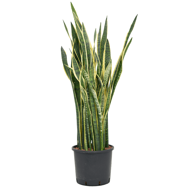 Sansevieria trifasciata 'Laurentii'