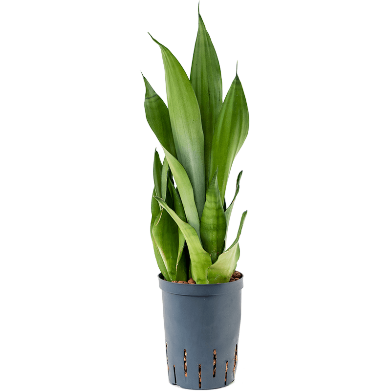 Sansevieria trifasciata 'Moonshine'