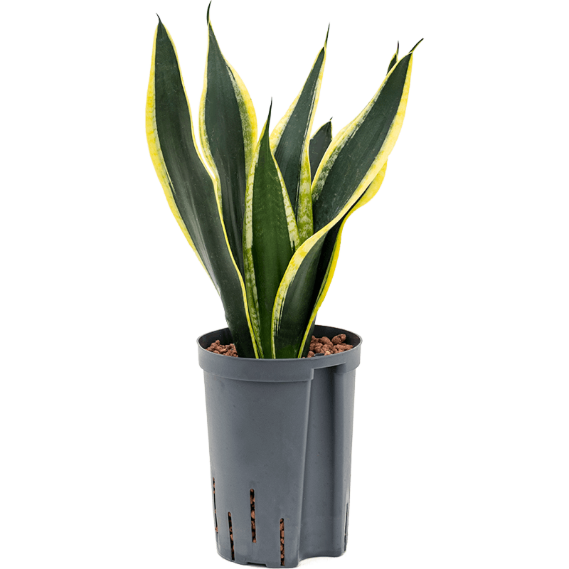 Sansevieria trifasciata 'Super Flame'