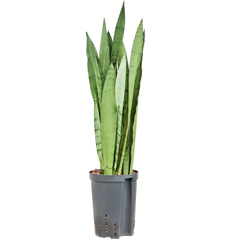 Sansevieria trifasciata 'Silver Mist'