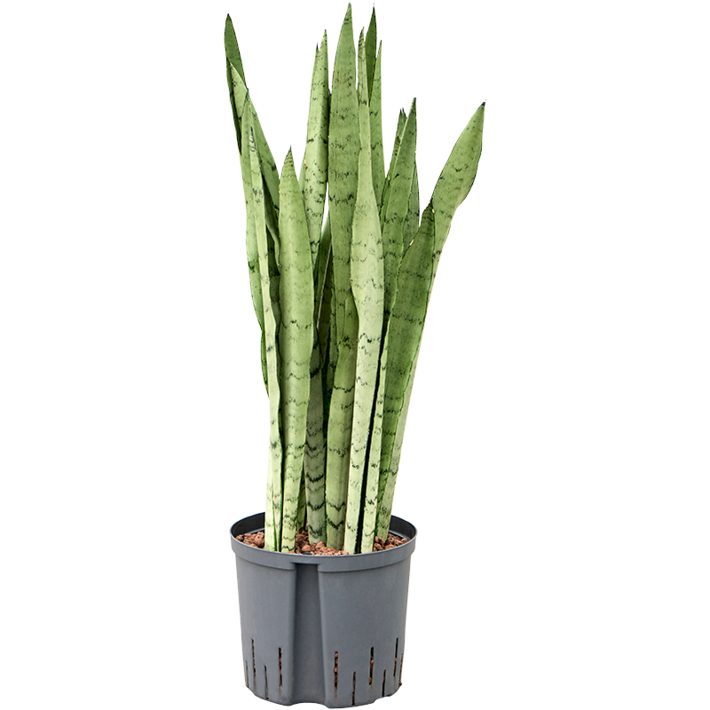 Sansevieria trifasciata 'Silver Mist'