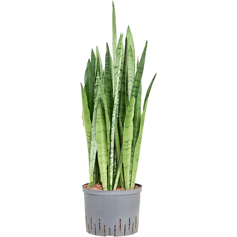 Sansevieria trifasciata 'Silver Mist'