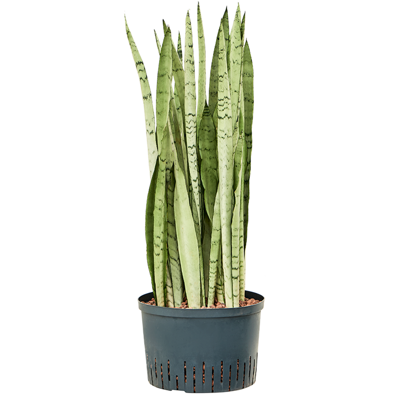 Sansevieria trifasciata 'Silver Mist'