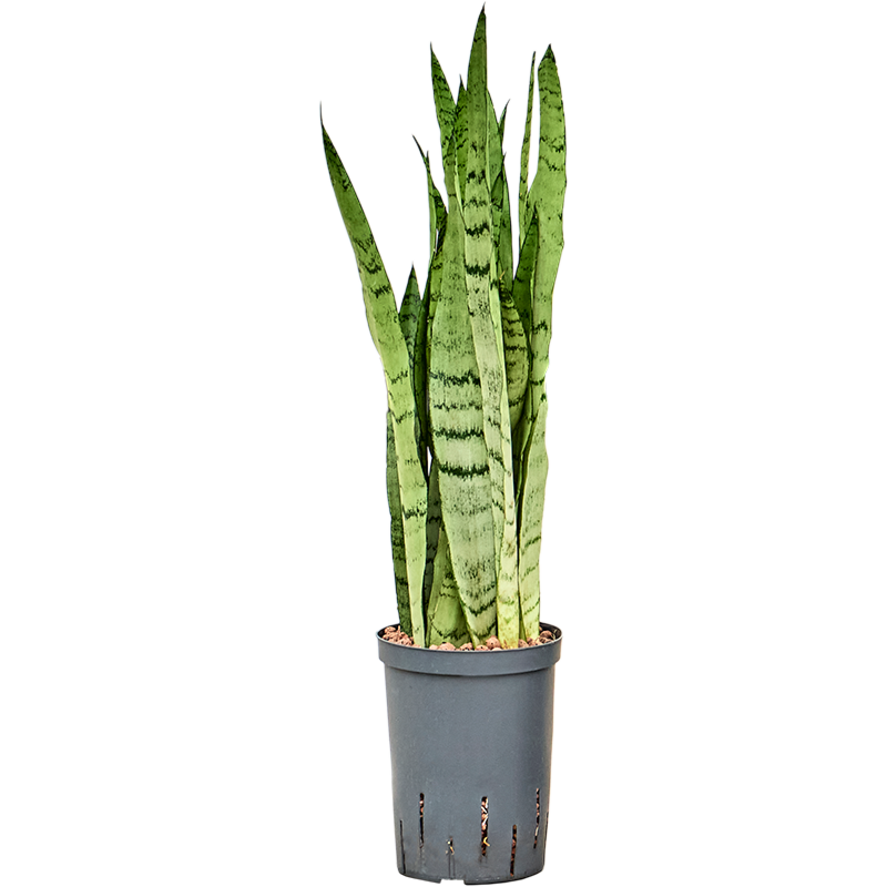 Sansevieria trifasciata 'Silver Mist'
