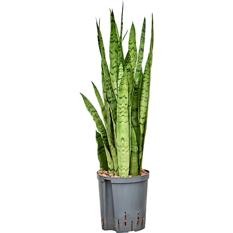 Sansevieria trifasciata 'Silver Mist'
