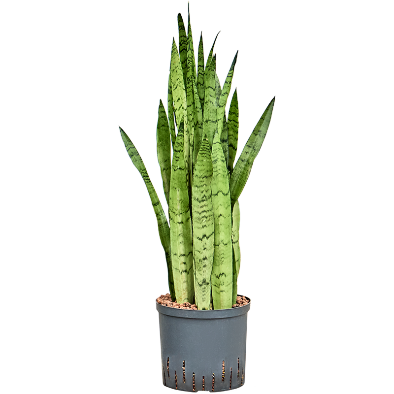 Sansevieria trifasciata 'Silver Mist'