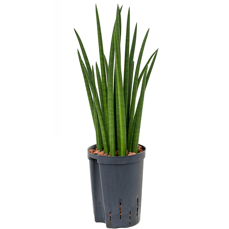 Sansevieria cylindrica 'Spikes'