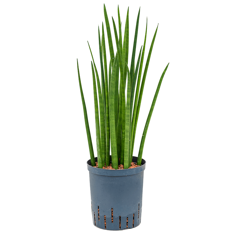 Sansevieria cylindrica 'Spikes'