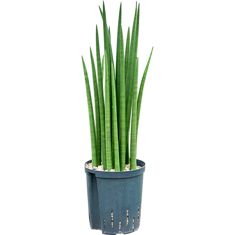 Sansevieria cylindrica 'Spikes'