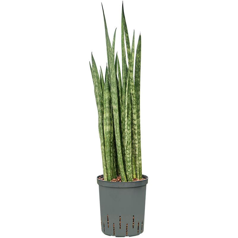 Sansevieria trifasciata 'Snake Skin'