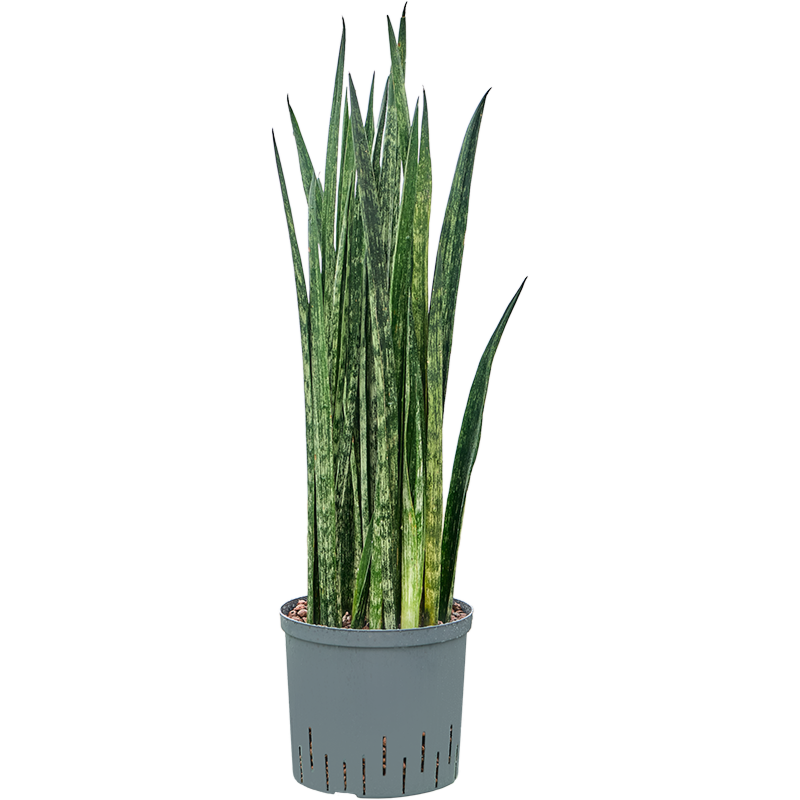 Sansevieria trifasciata 'Snake Skin'