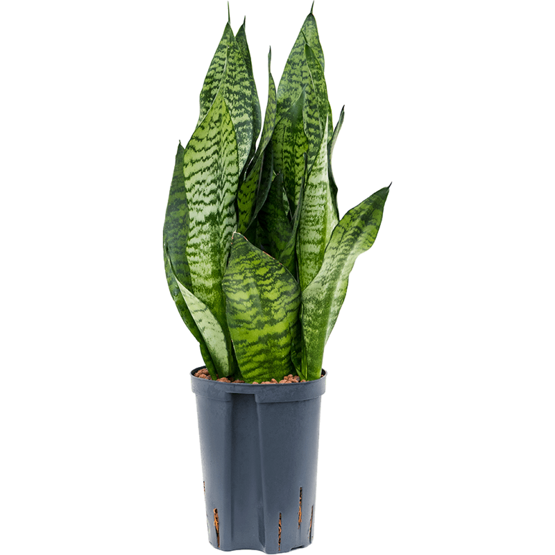 Sansevieria zeylanica 'Compacta'