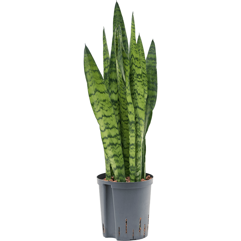 Sansevieria zeylanica